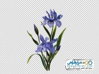 تصویر png گل های آبرنگی بنفش