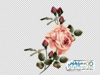 تصویر وکتوری گل های رز به همراه غنچه