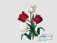 تصویر png گل لاله آبرنگی سفید و قرمز