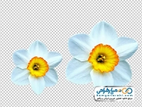 تصویر با کیفیت گل نرگس