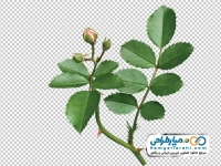 تصویر دوربری غنچه بسته