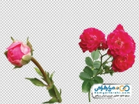 تصویر با کیفیت گل محمدی