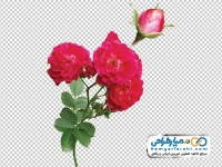تصویر png گل محمدی
