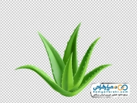 تصویر وکتوری برگ آلوئه ورا