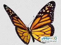 دوربری پروانه در حال پرواز