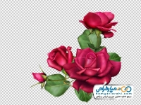 تصویر با کیفیت گل رز قرمز با غنچه