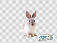 تصویر با کیفیت خرگوش