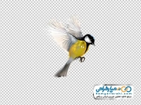 نقاشی پرنده تیت با رنگ های زرد و مشکی