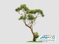 تصویر png درخت