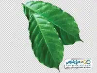 تصویر دوربری برگ نعنا