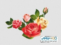 عکس وکتوری گل های رز قرمز و زرد به همراه غنچه