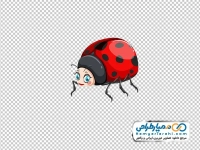 عکس png کفشدوزک