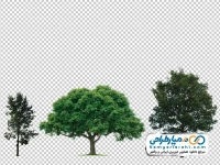 عکس png درخت