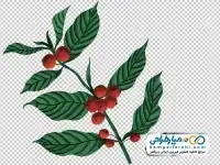 تصویر png گیاه قهوه