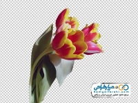 تصویر png شاخه های گل لاله