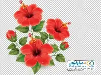 دوربری گل ختمی
