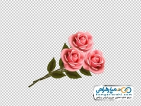 تصویر با کیفیت گل رز صورتی