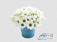 تصویر png گلدان با گل های سفید