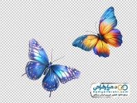 تصویر با کیفیت پروانه خوشرنگ و زیبا