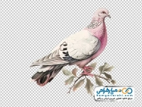 نقاشی کبوتر سفید نشسته روی شاخه