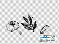 تصویر وکتوری داروهای گیاهی