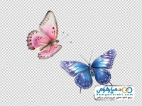 تصویر png پروانه خوشرنگ و زیبا