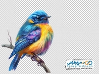 تصویر png پرنده رنگارنگ