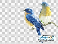 نقاشی پرنده رنگی نشسته روی شاخه