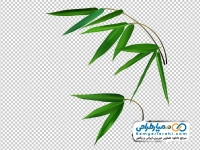 تصویر وکتوری برگ درخت بامبو