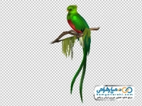 تصویر png پرنده سبز با دم بلند
