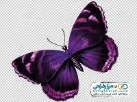 دوربری تصویر پروانه بنفش