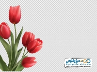 تصویر با کیفیت گل های لاله قرمز