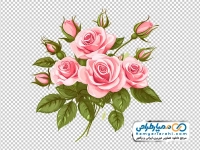 تصویر با کیفیت شاخه گل های رز صورتی با غنچه