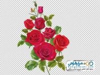 نقاشی آبرنگی شاخه گل رز