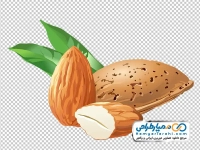 تصویر وکتوری بادام