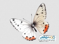 تصویر پروانه وکتوری سفید