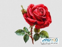 تصویر وکتوری گل رز قرمز با قطره های شبنم