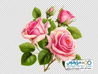 تصویر png گل های رز صورتی زیبا با برگ سبز