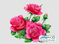 عکس وکتوری گل محمدی