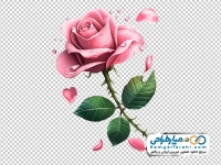 تصویر وکتوری شاخه گل رز با قطره های شبنم