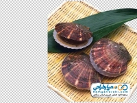عکس png صدف روی سبد حصیری