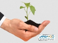 تصویر با کیفیت نهال گل روی دست