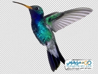 عکس وکتوری پرنده اسلیمی با فرمت png