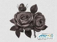 عکس وکتوری گل رز سیاه