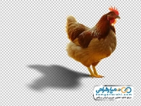 تصویر با کیفیت مرغ