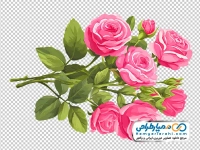 تصویر png گل های رز صورتی آبرنگی