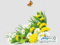 عکس کادر گل و پروانه و کفشدوزک