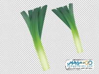 تصویر وکتوری پیازچه