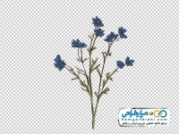 تصویر png گل وحشی آبرنگی آبی