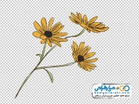 تصویر وکتور گل سوسن چشم سیاه